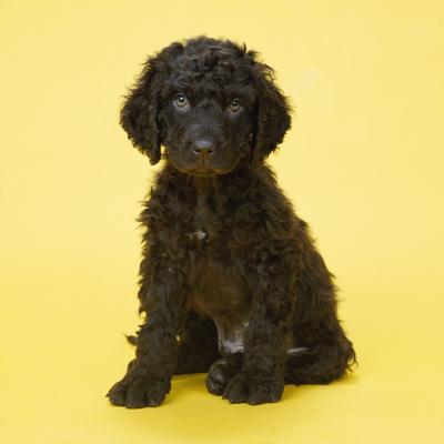 Photographic Print, , small