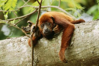 Photographic Print, , small