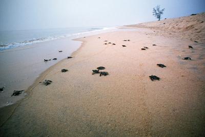 Photographic Print, , small