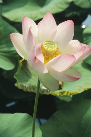 Photographic Print, , small