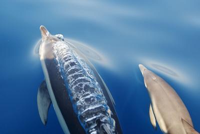 Photographic Print, , small