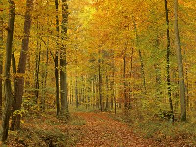 Photographic Print, , small