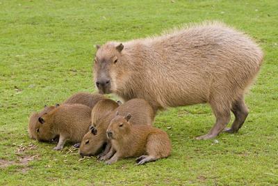 Photographic Print, , small