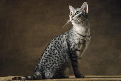 Photographic Print, , small