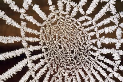 Photographic Print, , small