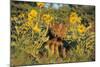 Timber Wolf Pups in Flowers-null-Mounted Photographic Print