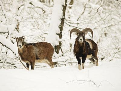 Photographic Print, , small