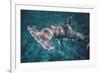 Great Hammerhead Shark-null-Framed Photographic Print