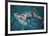 Great Hammerhead Shark-null-Framed Photographic Print