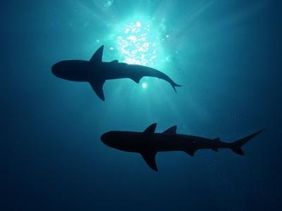 Photographic Print, , small