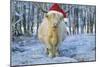 Scottish Highland Cow in Snowy Scene-null-Mounted Photographic Print