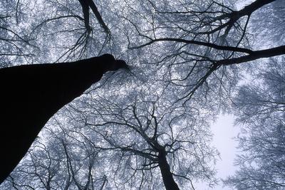 Photographic Print, , small