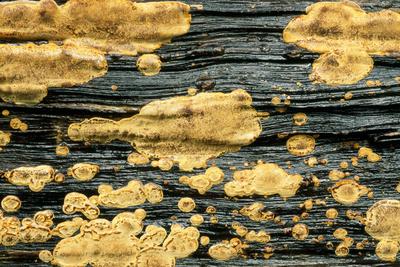 Photographic Print, , small