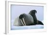 Walrus Pair, Female with Short Tusks-null-Framed Photographic Print