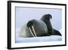 Walrus Pair, Female with Short Tusks-null-Framed Photographic Print