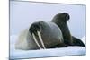 Walrus Pair, Female with Short Tusks-null-Mounted Photographic Print