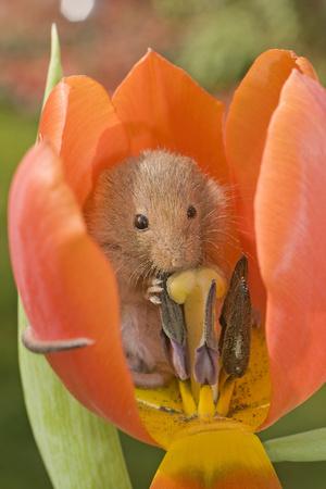 Photographic Print, , small