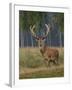 Red Deer Stag-null-Framed Photographic Print