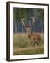 Red Deer Stag-null-Framed Photographic Print