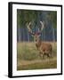 Red Deer Stag-null-Framed Photographic Print