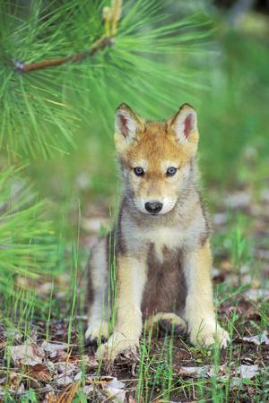 Photographic Print, , small