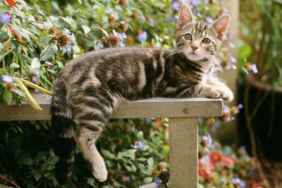 Photographic Print, , small