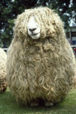 Photographic Print, , small