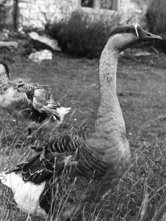 Photographic Print, , small