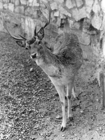Photographic Print, , small