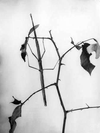 Photographic Print, , small