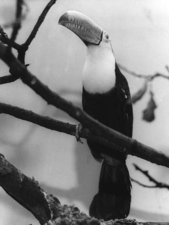 Photographic Print, , small