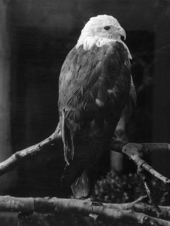 Photographic Print, , small