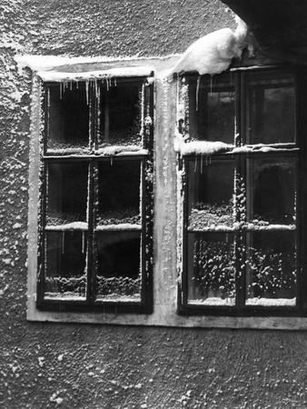 Photographic Print, , small