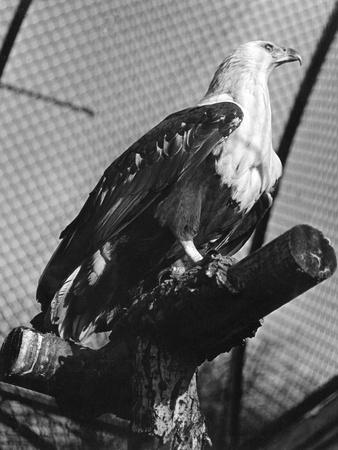 Photographic Print, , small