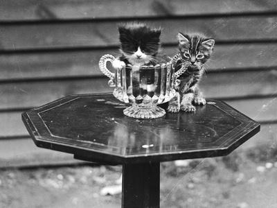 Photographic Print, , small