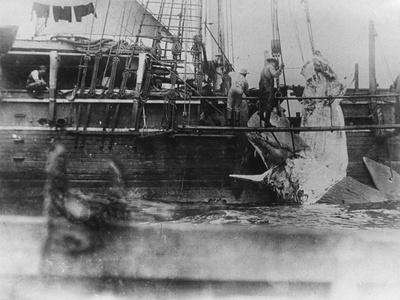 Photographic Print, , small