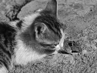 Photographic Print, , small
