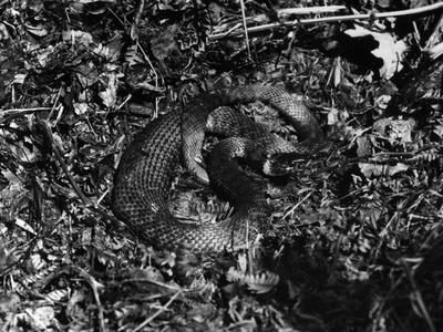 Photographic Print, , small
