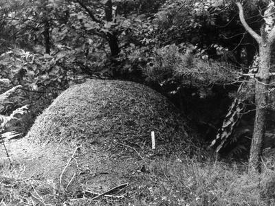 Photographic Print, , small
