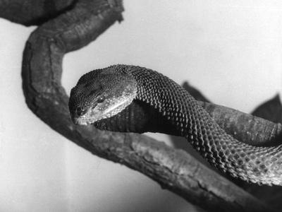 Photographic Print, , small