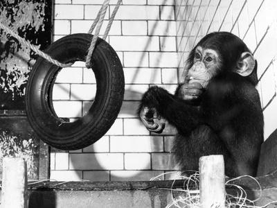 Photographic Print, , small