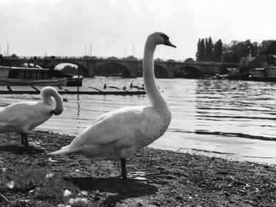 Photographic Print, , small