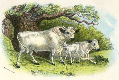 Photographic Print, , small