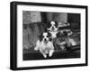 Tibetan Spaniel-null-Framed Photographic Print