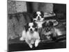 Tibetan Spaniel-null-Mounted Photographic Print