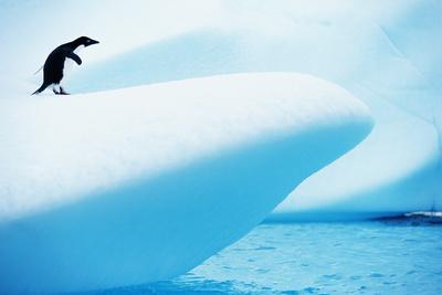 Photographic Print, , small