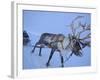 Reindeer Pulling Sledge, Stora Sjofallet National Park, Lapland, Sweden-Staffan Widstrand-Framed Photographic Print