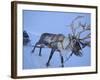 Reindeer Pulling Sledge, Stora Sjofallet National Park, Lapland, Sweden-Staffan Widstrand-Framed Photographic Print