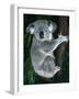 Koala, in Tree, Queensland, Australia-Lynn M. Stone-Framed Photographic Print