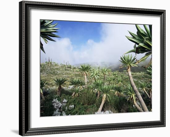 Giant Lobelias in Highlands, Guassa Region, Ethiopia-George Chan-Framed Photographic Print